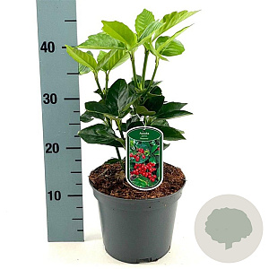 Aucuba jap. 'Rozannie' 30-35 cm 3,0L