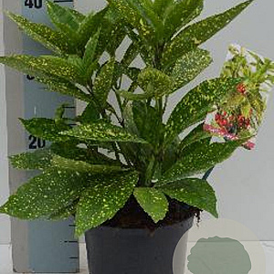 Aucuba jap. 'Variegata' 20-25 cm 2,0L