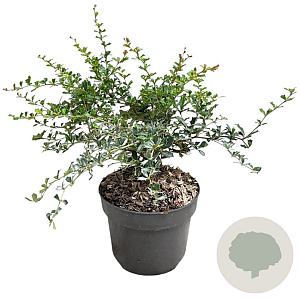 Berberis darwinii 'Compacta' 20-25 cm 2,0L