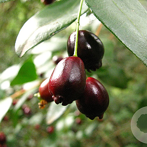 Blepharocalyx cruckshanksii 30-40 cm 3,0L