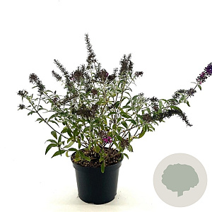 Buddleja Butterfly Red 30-40 cm 3,0L