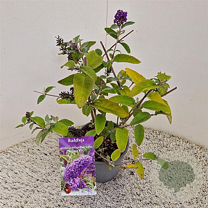 Buddleja Free Petite Blue Heaven 25-30 cm 2,5L