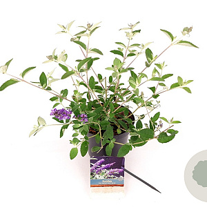 Buddleja Free Petite Blue Heaven 25-30 cm 3,0L
