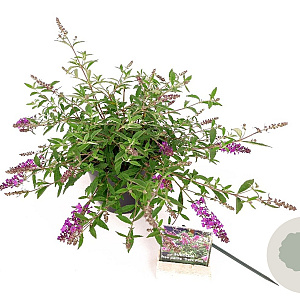Buddleja Free Petite Dark Pink 25-30 cm 3,0L