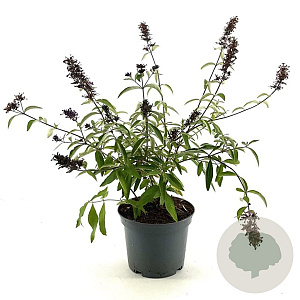Buddleja Free Petite Tutti Fruitti 30-40 cm 3,0L