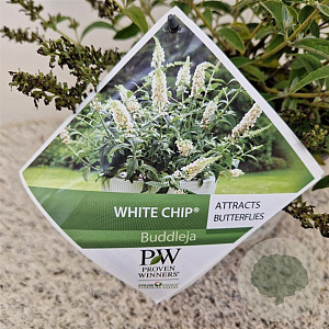 Buddleja White Chip 25-30 cm 3,0L