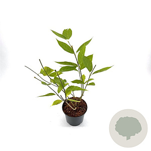 Calycanthus 'Venus' 60-80 cm 3,0L