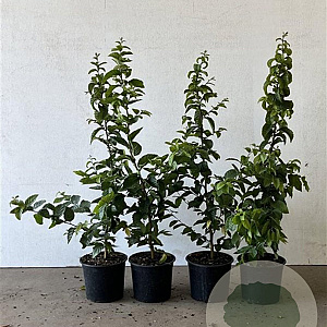 Carpinus betulus 40-60 cm 2,0L