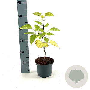 Catalpa bignonioides 'Aurea' 30-40 cm 2,0L