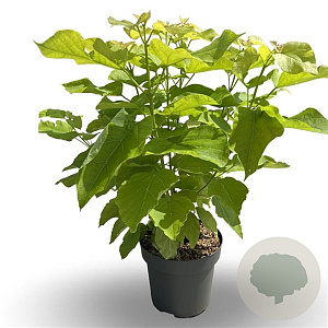 Catalpa bignonioides 'Aurea' 50-60 cm 5,0L