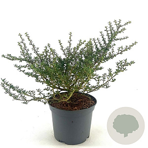 Ceanothus 'Julia Phelps' 30-40 cm 2,0L