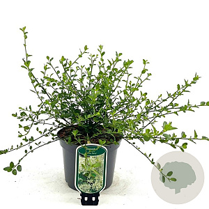 Ceanothus 'Snow Flurries' 30-40 cm 2,0L