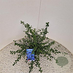 Ceanothus thyrsiflorus repens 25-30 cm 2,5L