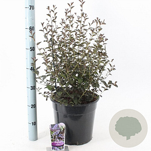 Ceanothus 'Tuxedo' 40-50 cm 10L