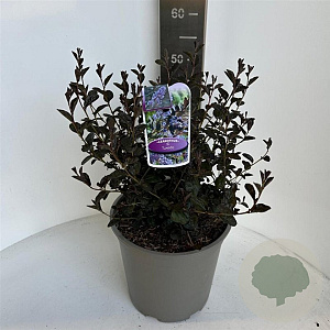 Ceanothus 'Tuxedo' 40-50 cm 10L