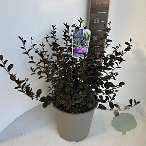 Ceanothus 'Tuxedo' 40-50 cm 10L