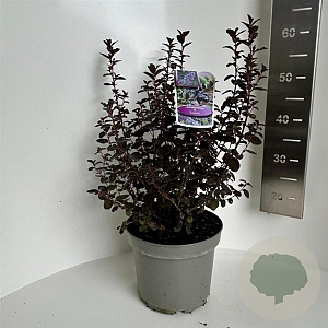 Ceanothus 'Tuxedo' 40-50 cm 10L