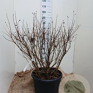 Cephalanthus occidentalis 80-100 cm 35L solitair