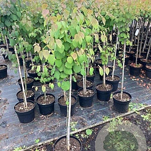 Cercidiphyllum japonicum 80 cm stam 10L kroon