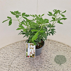Choisya ternata 20-25 cm 2,5L