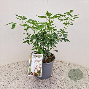 Choisya ternata 20-25 cm 2,5L