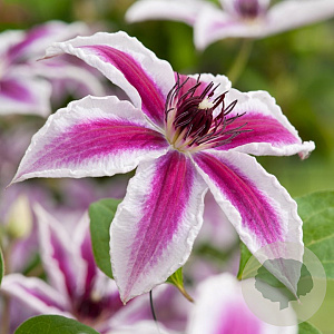 Clematis 'Pamina' 80 cm rozenpot 2L