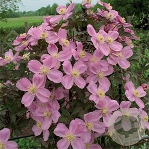 Clematis 'Tetrarose' 80 cm rozenpot 2L