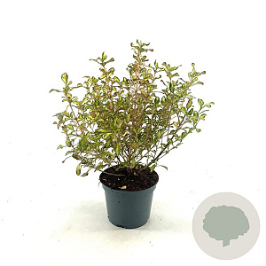 Coprosma 'Evening Glow' 25-30 cm 2,0L