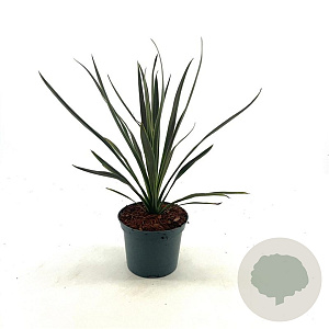 Cordyline australis 30-40 cm 2,0L