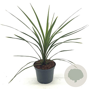 Cordyline indivisa 'Peko' 30-40 cm 2,0L