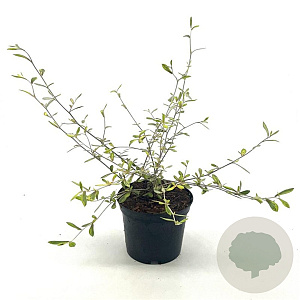 Corokia virgata 'Sunsplash' 30-40 cm 2,0L