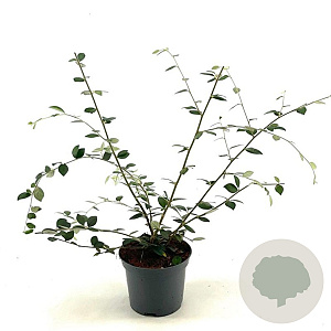 Cotoneaster franchetii 50-60 cm 3,0L