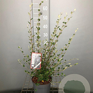 Cotoneaster franchetii 50-60 cm 3,0L