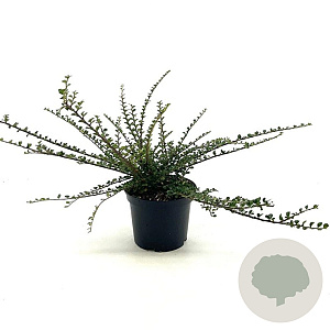 Cotoneaster horizontalis 30-40 cm 3,0L