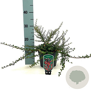 Cotoneaster microphyllus 25-30 cm 2,0L