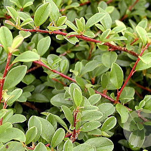 Cotoneaster thimphuensis 25-30 cm 2,0L