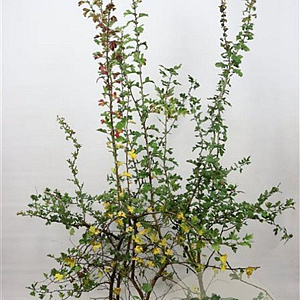 Crataegus monogyna 150-175 cm 7,5L Gestokt