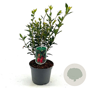 Crinodendron hookerianum 30-40 cm 2,0L