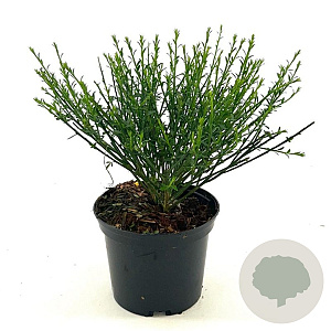 Cytisus 'Lena' 20-30 cm 2,0L