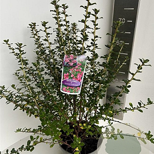 Escallonia 'Donard Radiance' 50-60 cm 5,0L