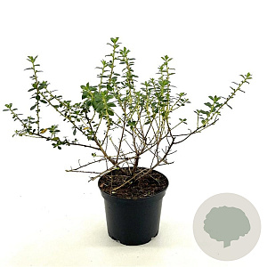 Escallonia 'Red Elf' 25-30 cm 2,0L