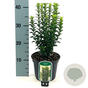 Euonymus 'Benkomoki' 25-30 cm 2,0L