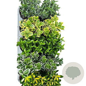 Euonymus Gemengd 15-20 cm P12