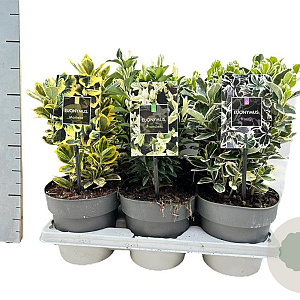 Euonymus Gemengd 20-30 cm 1,7L
