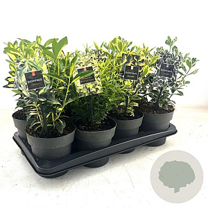 Euonymus Gemengd 20-30 cm 1,7L