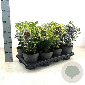 Euonymus Gemengd 20-30 cm 1,7L
