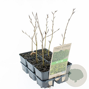 Fagus sylvatica 30-40 cm sixpack