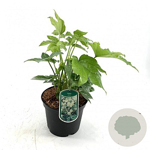 Fatsia japonica 40-50 cm 3,0L