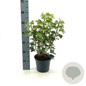 Fatsia japonica 'Variegata' 30-40 cm 3,0L