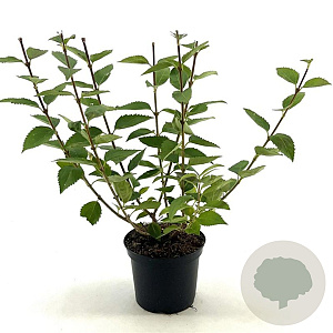 Forsythia 'Goldrausch' 40-50 cm 3,0L